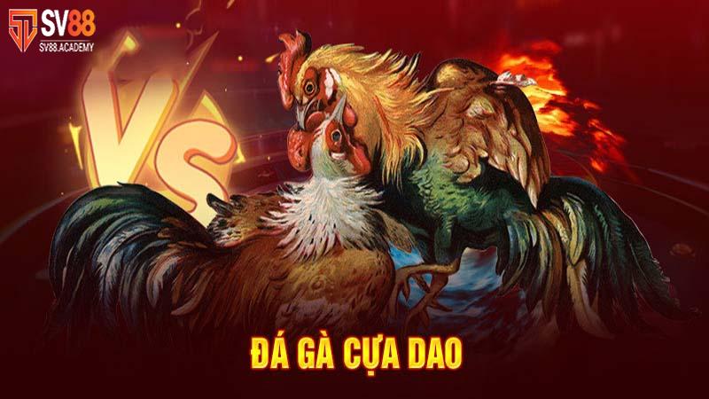 Thể thao đá gà cựa dao